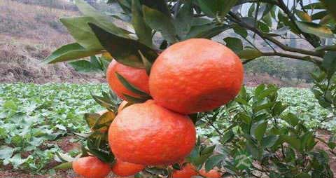 红桔的吃法_哪些人不能吃红桔 红桔的吃法_哪些人不能吃红桔