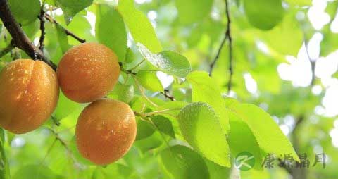 吃黄桃罐头会上火吗 吃黄桃罐头会上火吗