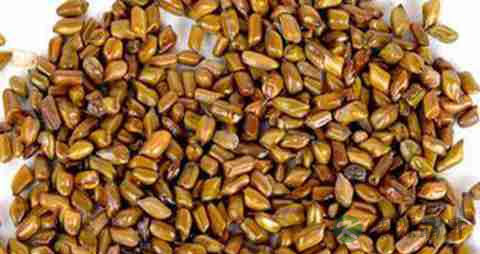 决明子的营养价值_吃决明子的好处