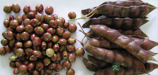 木豆的营养价值_吃木豆的好处