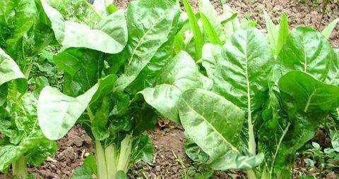 牛皮菜的营养价值_吃牛皮菜的好处 牛皮菜的营养价值_吃牛皮菜的好处