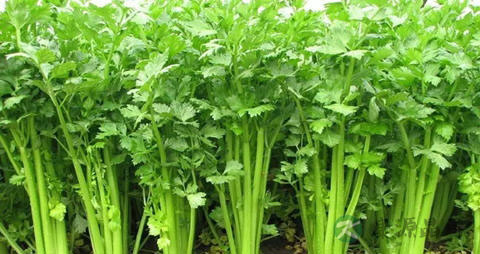 芹黄的营养价值_吃芹黄的好处