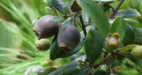 桃金娘的营养价值_吃桃金娘的好处