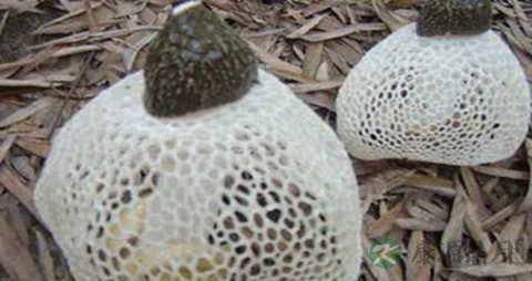 长裙竹荪的吃法_哪些人不能吃长裙竹荪