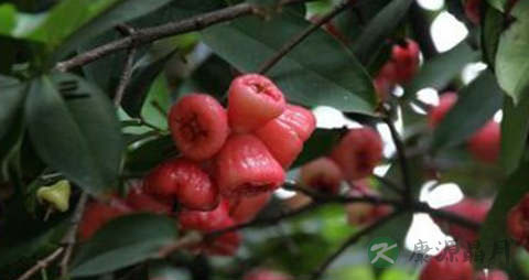 水蒲桃的吃法_哪些人不能吃水蒲桃