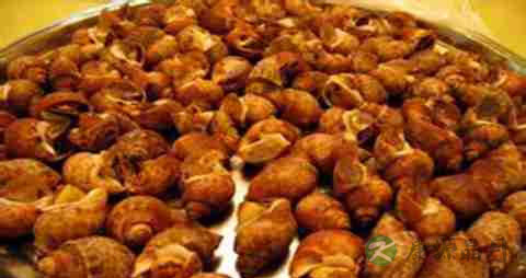 黄螺的营养价值_吃黄螺的好处