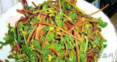 马齿苋能治肾炎吗 马齿苋能治肾炎吗