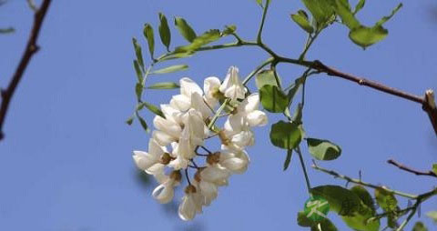 槐树花能吃吗