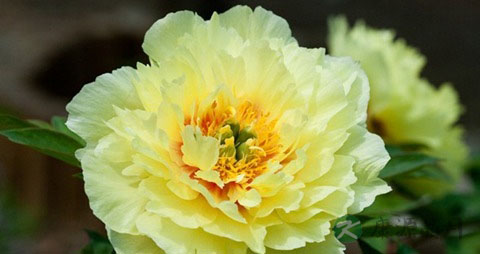 牡丹花的营养价值_吃牡丹花的好处