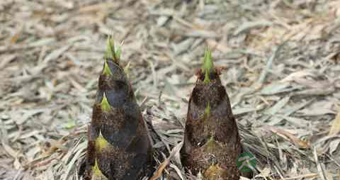 黑笋的营养价值_吃黑笋的好处