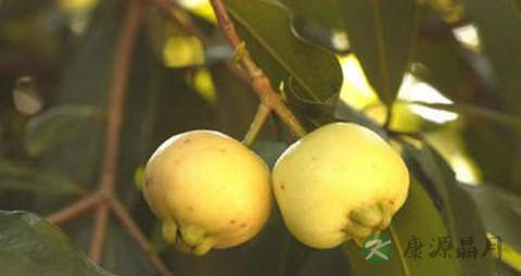 甜蒲桃的营养价值_吃甜蒲桃的好处