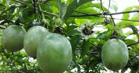 鸡蛋果的营养价值_吃鸡蛋果的好处