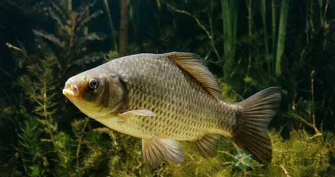 鱼怎么去腥味效果好