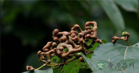 拐枣的吃法_哪些人不能吃拐枣