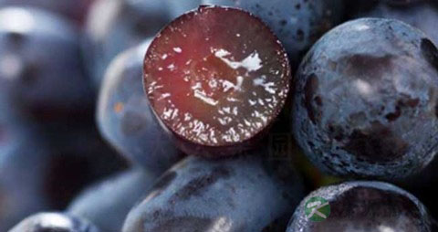 黑提的营养价值_吃黑提的好处