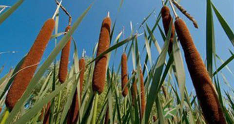 香蒲的营养价值_吃香蒲的好处 香蒲的营养价值_吃香蒲的好处