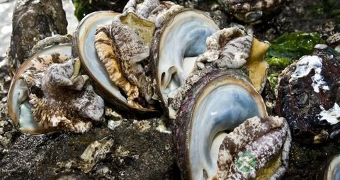 鲍鱼煲汤要去壳吗