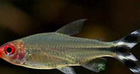 红头鱼的吃法_哪些人不能吃红头鱼