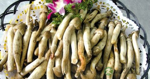 荔枝菌的吃法_哪些人不能吃荔枝菌