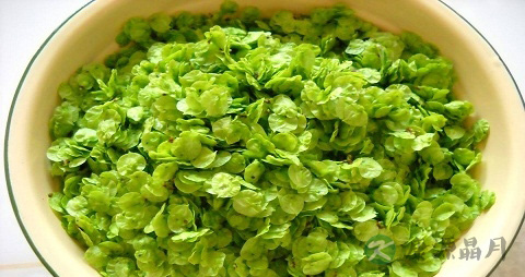 榆钱的吃法_哪些人不能吃榆钱 榆钱的吃法_哪些人不能吃榆钱