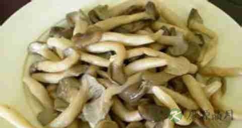 长根菇的营养价值_吃长根菇的好处
