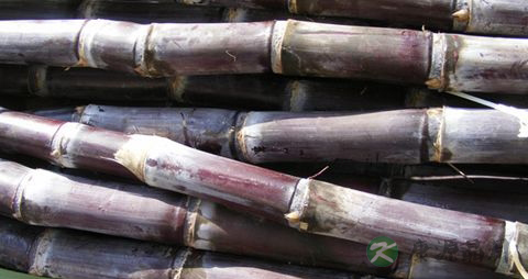 甘蔗怎么保存不会腐烂