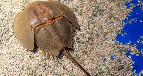 中国鲎的吃法_哪些人不能吃中国鲎