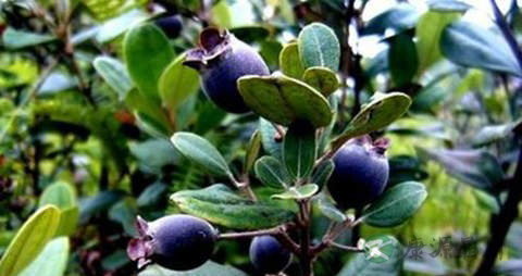 桃金娘的营养价值_吃桃金娘的好处