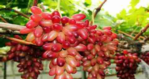 美人指的营养价值_吃美人指的好处