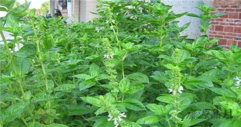 九层塔的营养价值_吃九层塔的好处