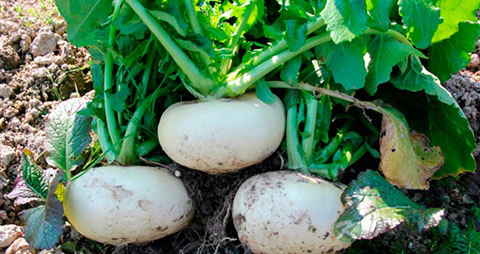 盘菜的吃法_哪些人不能吃盘菜