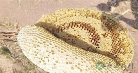 如何辨别真假蜂巢 如何辨别真假蜂巢