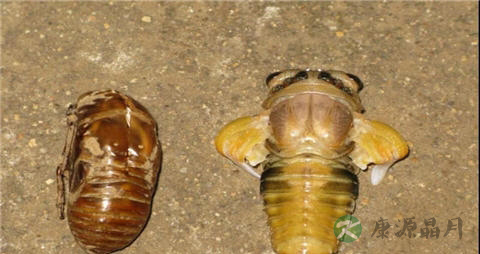 知了猴的吃法_哪些人不能吃知了猴