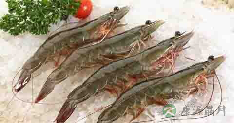 长毛对虾的营养价值_吃长毛对虾的好处