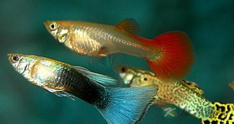 凤尾鱼的营养价值_吃凤尾鱼的好处