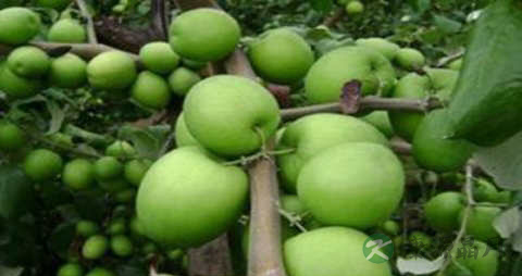 台湾青枣的吃法_哪些人不能吃台湾青枣