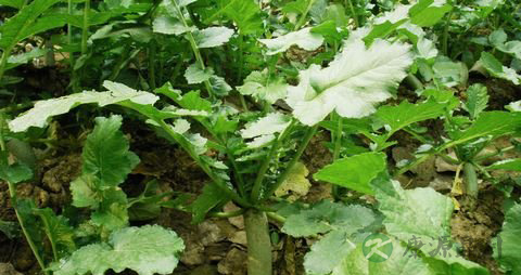 青萝卜的营养价值_吃青萝卜的好处