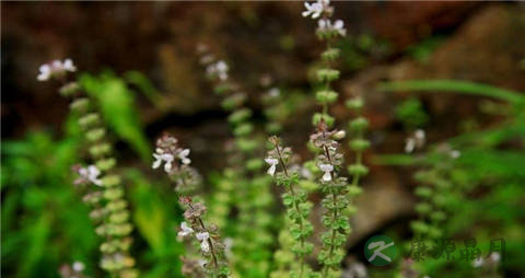 九层塔的营养价值_吃九层塔的好处