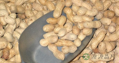 花生芽有毒吗 花生芽有毒吗