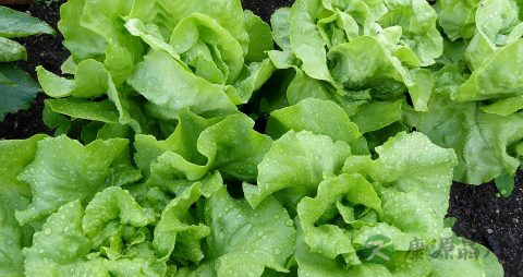 莴苣叶怎么吃