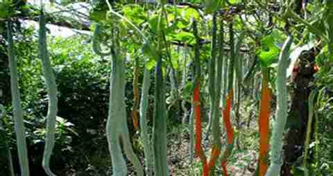 蛇豆的营养价值_吃蛇豆的好处