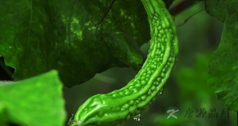 苦瓜和什么煲汤