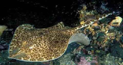 夫鱼的营养价值_吃夫鱼的好处 夫鱼的营养价值_吃夫鱼的好处