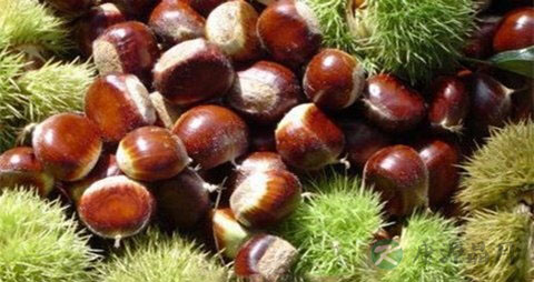 生板栗的功效与作用