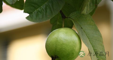 番石榴怎么放熟 番石榴怎么放熟