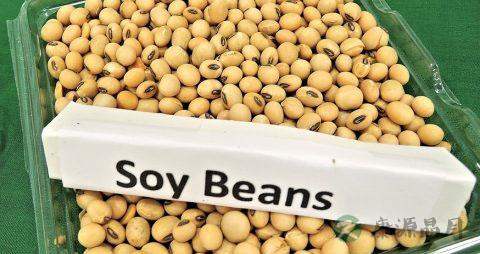 豆浆放冰箱能放多久 豆浆放冰箱能放多久