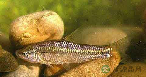 麦穗鱼的吃法_哪些人不能吃麦穗鱼