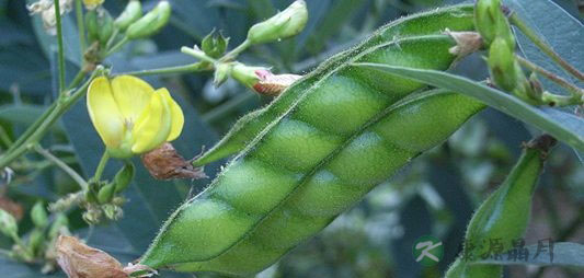 木豆的营养价值_吃木豆的好处