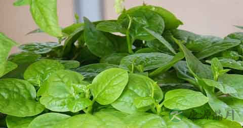 木耳菜的吃法_哪些人不能吃木耳菜 木耳菜的吃法_哪些人不能吃木耳菜