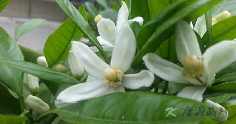 金橘的营养价值_吃金橘的好处